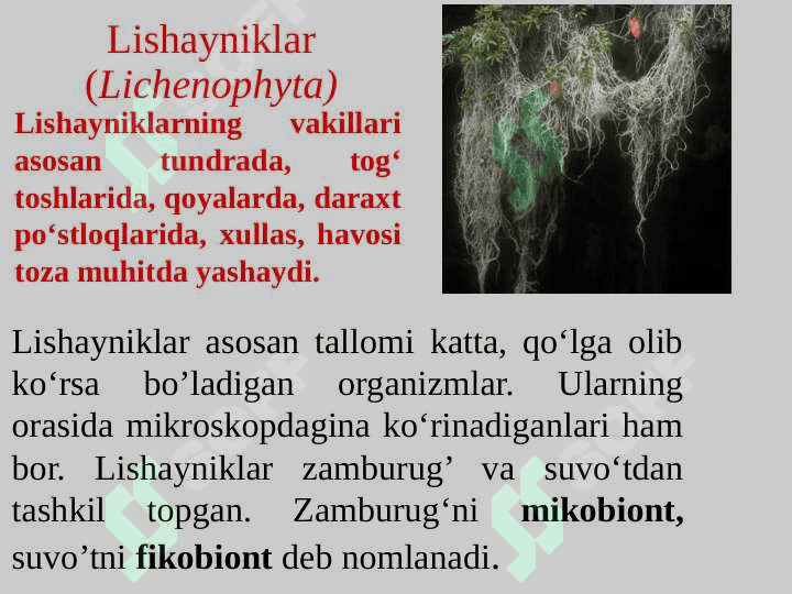Lishayniklar(Lichenophyta) bo‘limi 3