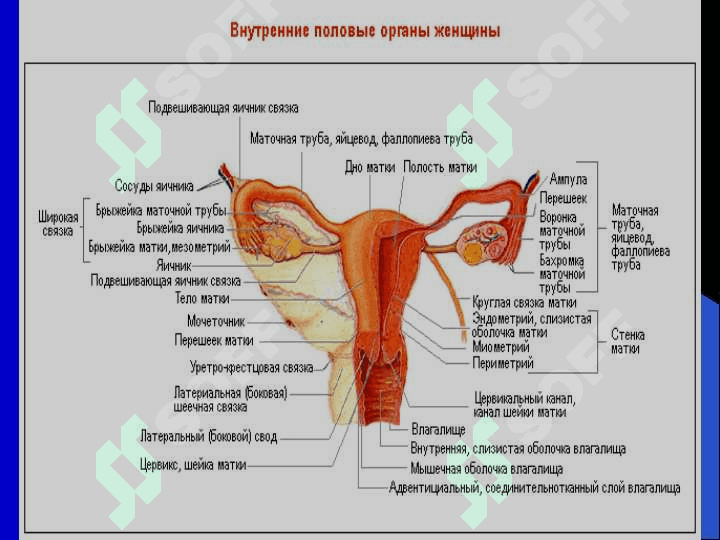 Tuxumdon havfsiz o`smalari . ТУХУМДОН ХАВФСИЗ УСМАЛАРИ 3