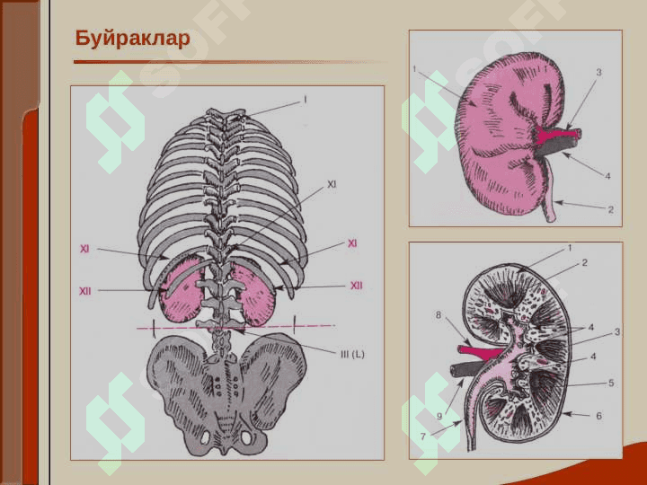 Buyrak va siydik yollari kasallikalri bilan kasallangan bemorlarni tekshirish . Buyrak yetishmovchiligi 2