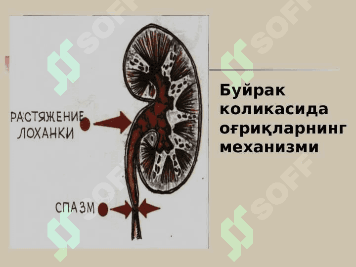 Buyrak va siydik yollari kasallikalri bilan kasallangan bemorlarni tekshirish . Buyrak yetishmovchiligi 8