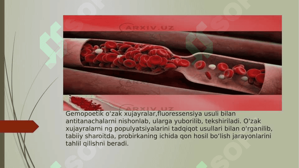 Gemositopoez jarayonining boshqariluvi.Imun-himoya reaksiyalarining morfologik asoslari. 3