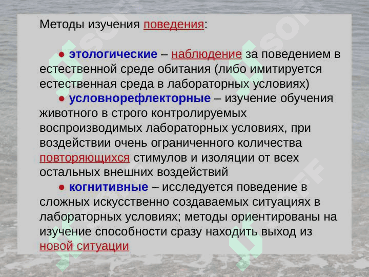 Физиология высшей нервной деятельности 4