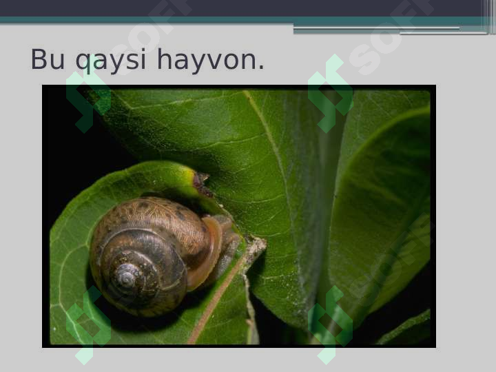 Preview 5