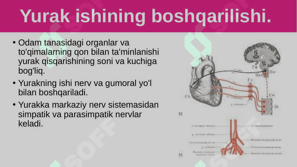Qon aylanish organlari ishining boshqarilishi 2
