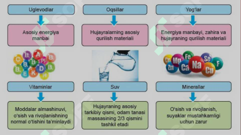 ODAMNING OVQAT HAZM QILISH SISTEMASI 4