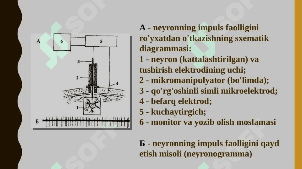 Impulsli faoliyatni qayd etish.  Elektroensefalografiya 6