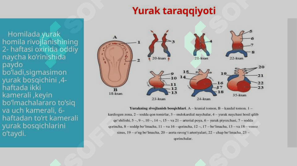 Bola rivojlanishida yurak hajmini o’zgarishi , yurak bo’shlig’i kengligi bilan qon tomirlar nisbati, ularning gemodinamik ko’rsatgichlarning ahamiyati 3