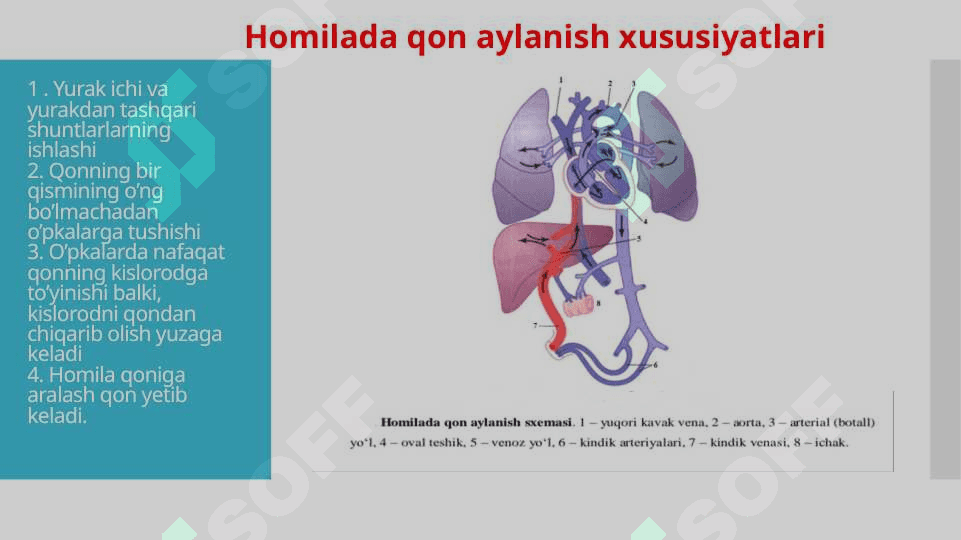 Bola rivojlanishida yurak hajmini o’zgarishi , yurak bo’shlig’i kengligi bilan qon tomirlar nisbati, ularning gemodinamik ko’rsatgichlarning ahamiyati 4