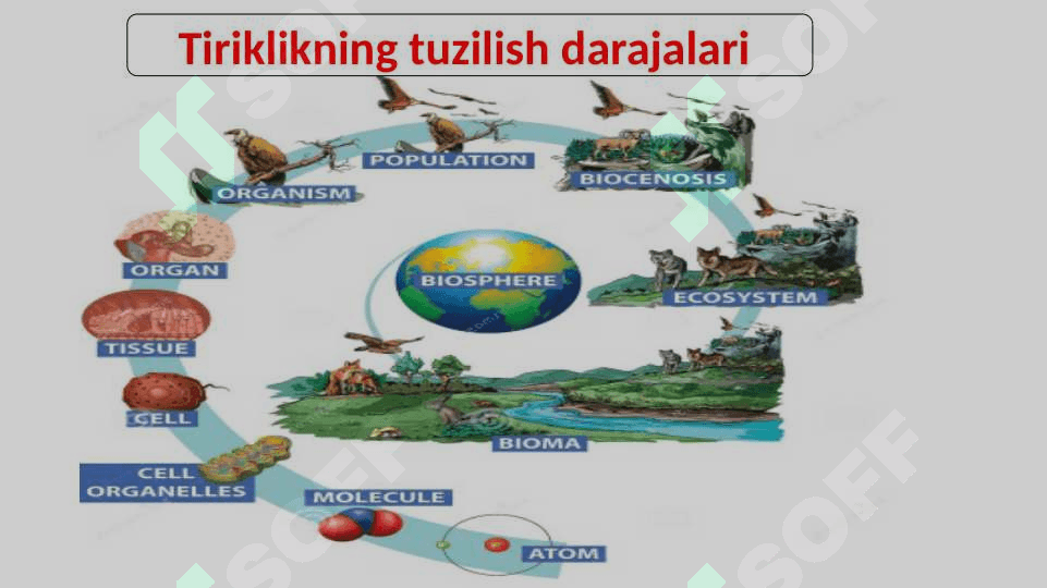 BIOLOGIYA FANI TARMOQLARI 3