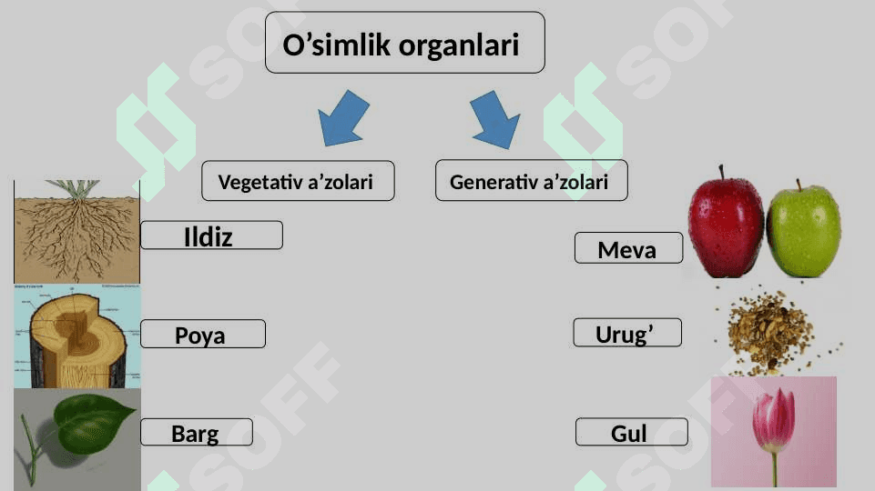 BIOLOGIYA FANI TARMOQLARI 4