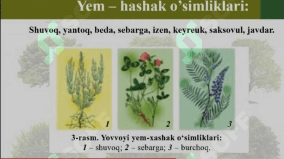 BIOLOGIYA FANI TARMOQLARI 8