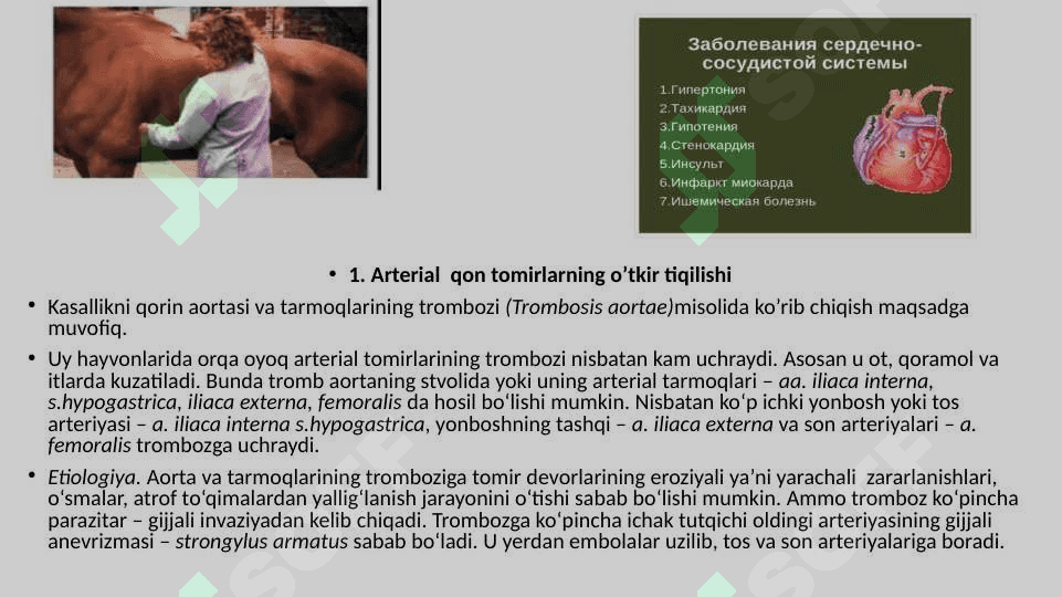 XIZMAT XAYVONLARINING YURAK – QON TOMIR  VA ASAB TIZIMI PATOLOGIYASI 2