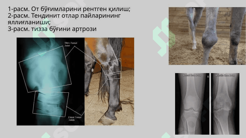 XIZMAT HAYVONLARINING HAZM ORGANLARI VA MODDA ALMASHINUVI BUZILISHLARI PATOLOGIYASI 3