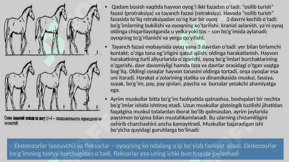 XIZMAT HAYVONLARINING HAZM ORGANLARI VA MODDA ALMASHINUVI BUZILISHLARI PATOLOGIYASI 4