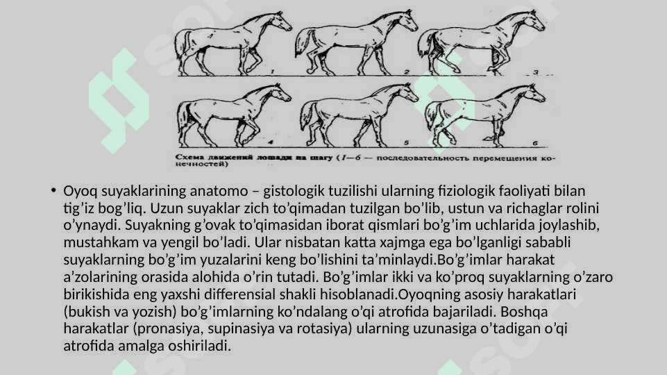 XIZMAT HAYVONLARINING HAZM ORGANLARI VA MODDA ALMASHINUVI BUZILISHLARI PATOLOGIYASI 7