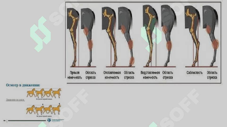 XIZMAT HAYVONLARINING HAZM ORGANLARI VA MODDA ALMASHINUVI BUZILISHLARI PATOLOGIYASI 8