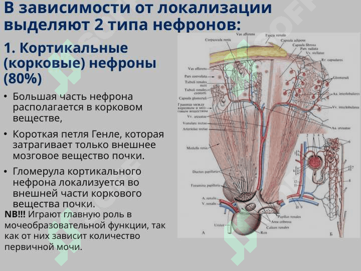 Функциональная анатомия мочеполового аппарата 6