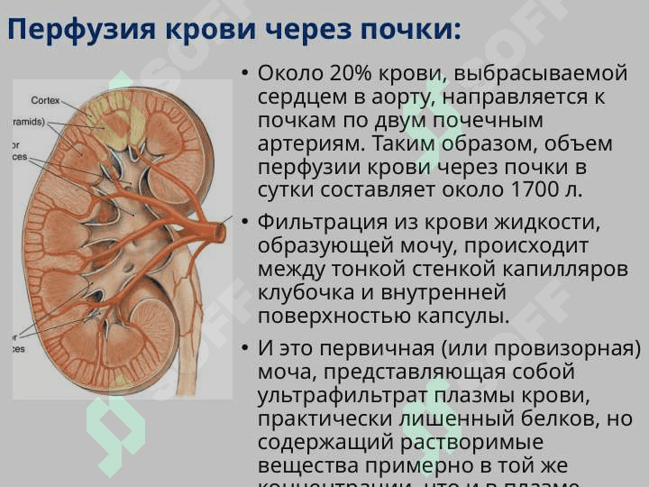 Функциональная анатомия мочеполового аппарата 8