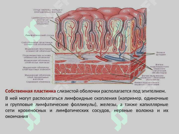 ОБЩАЯ СПЛАНХНОЛОГИЯ 8