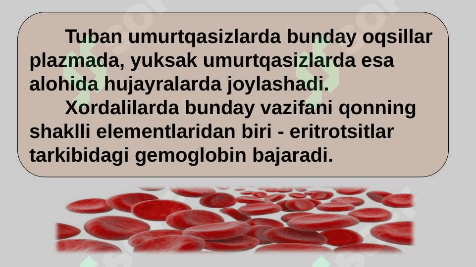 HAYVONLARNING NAFAS OLISH ORGANLARI EVOLUTSIYASI 7