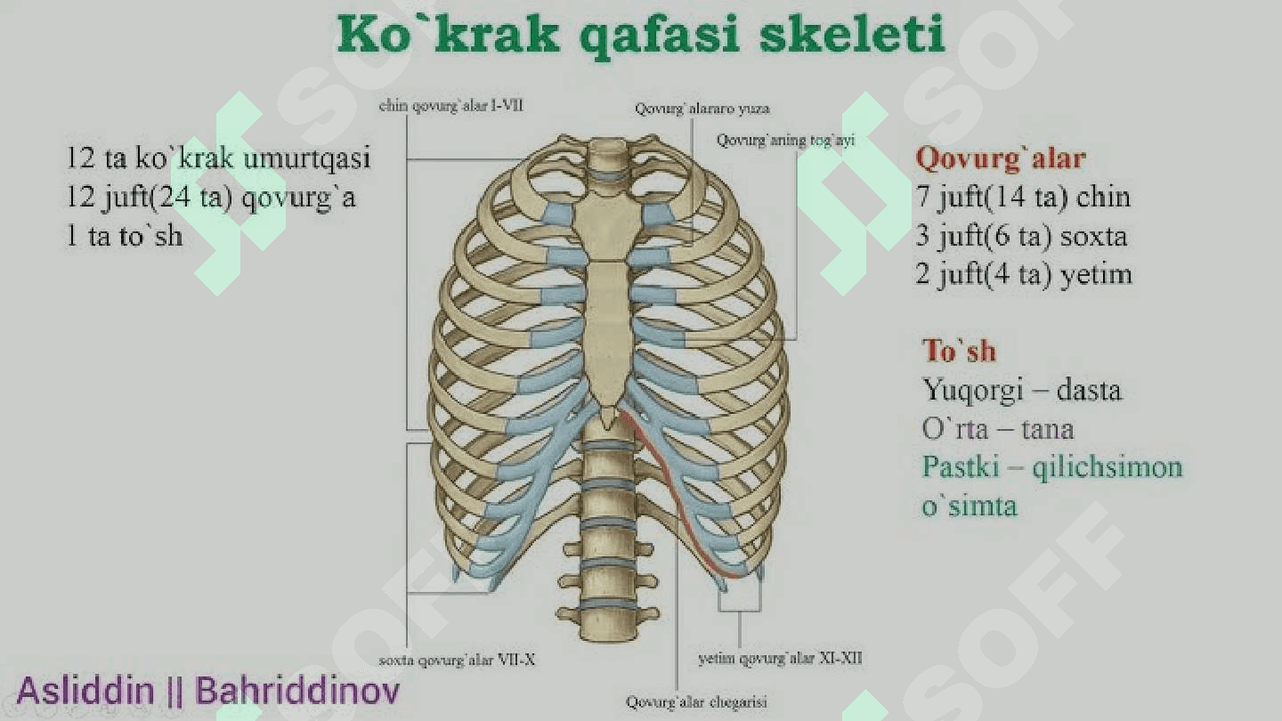 Tayanch - harakat tizimining mexanik shikastlanishi 6