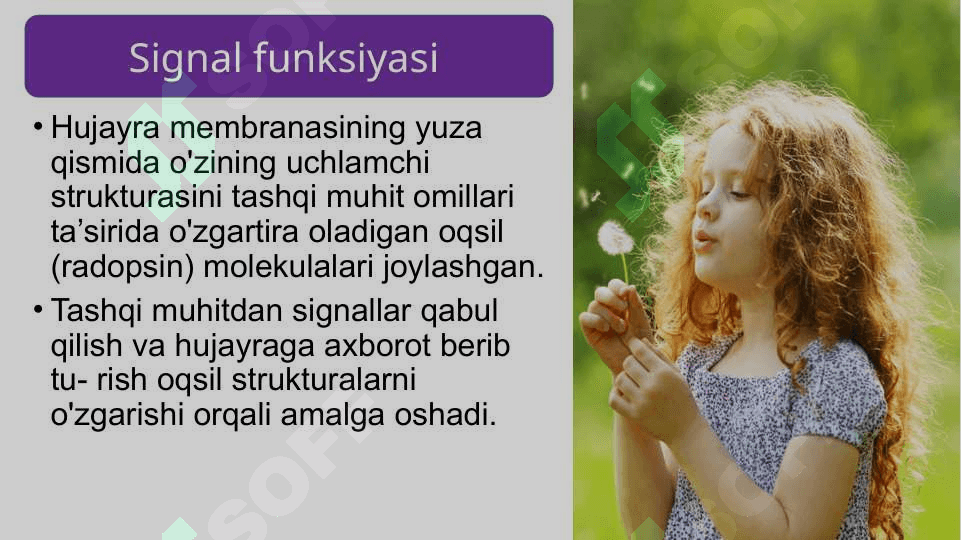 Mavzu: Oqsillarning funksiyasi 4