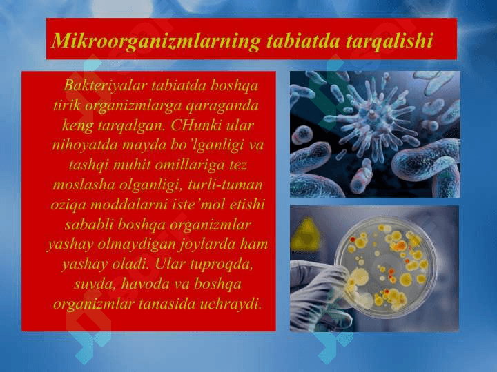 Chorvachilik manbalarining mikroorganizmlar bilan zararlanish manbalari 6