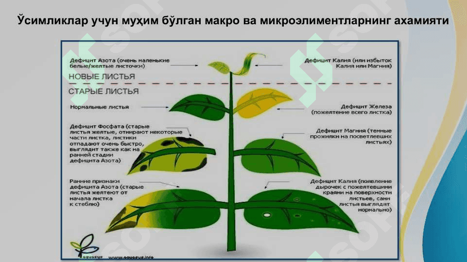 Tuproq unumdorligini oshirishda biotexnologiya . ТУПРОҚ УНУМДОРЛИГИНИ ОШИРИШДА БИОТЕХНОЛОГИЯ 7