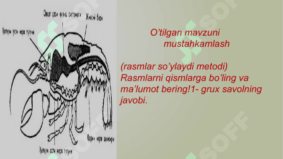 O‘rgimchaksimonlarning xilma – xilligi .. 3