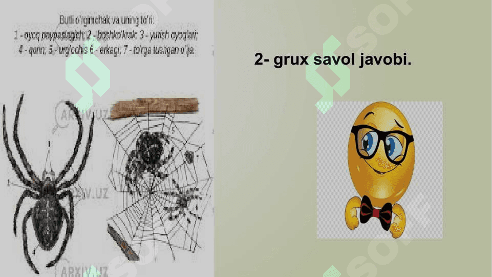 O‘rgimchaksimonlarning xilma – xilligi .. 4