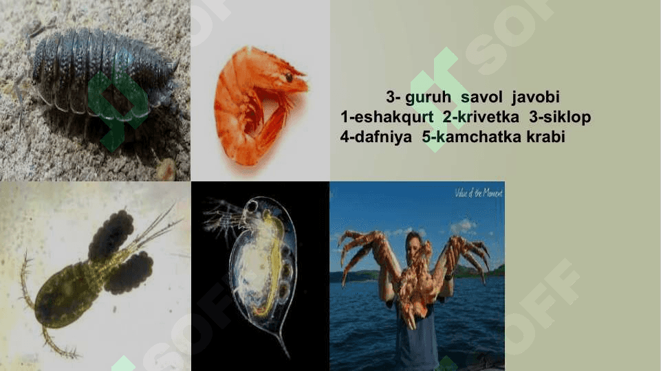 O‘rgimchaksimonlarning xilma – xilligi .. 5