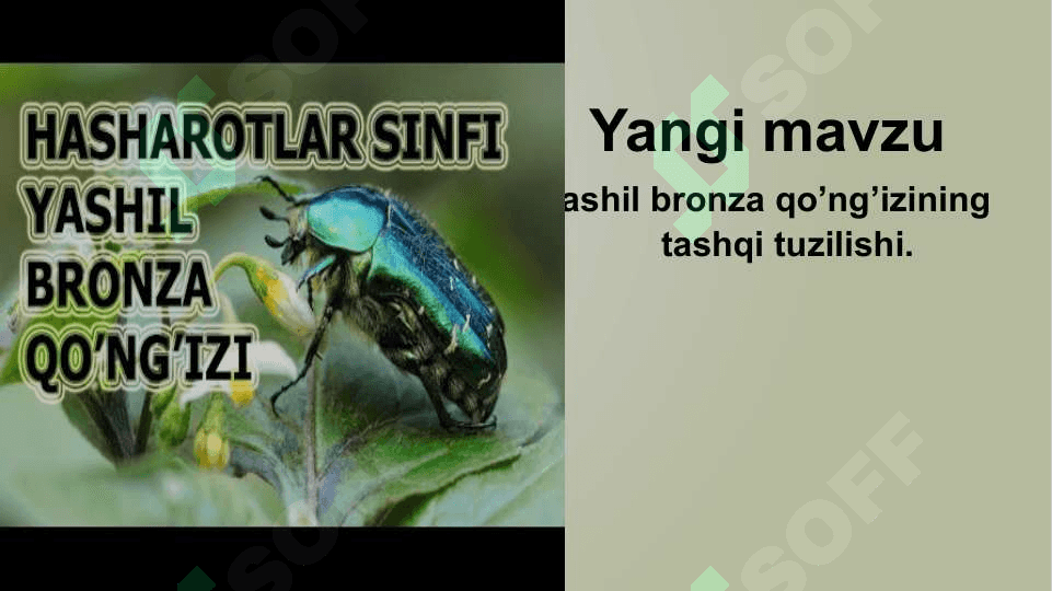 O‘rgimchaksimonlarning xilma – xilligi .. 7