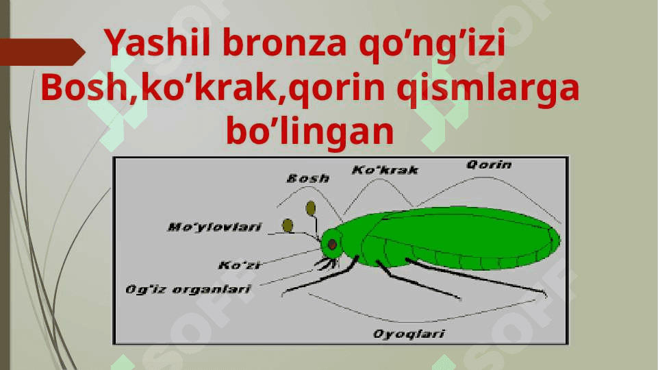 O‘rgimchaksimonlarning xilma – xilligi .. 8