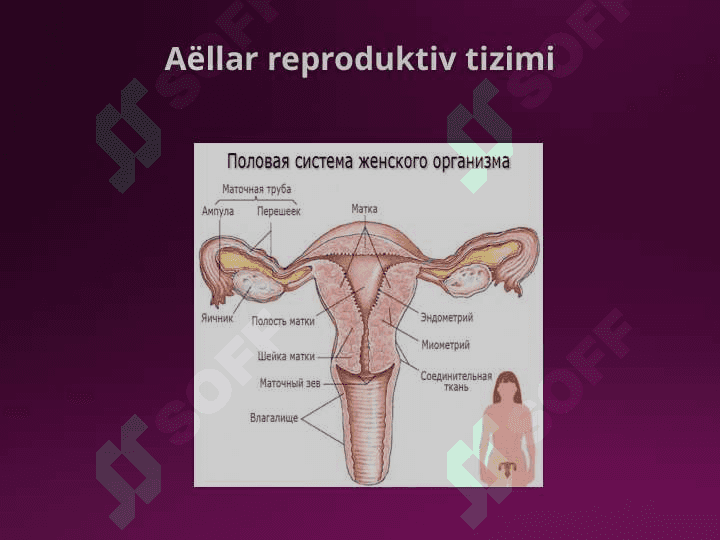 REPRODUKTIV TIZIM NUR DIАGNOSTIKASI 3