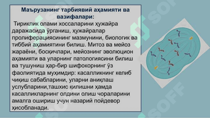 Ҳужайралар пролиферацияси –  митоз ва мейоз 3
