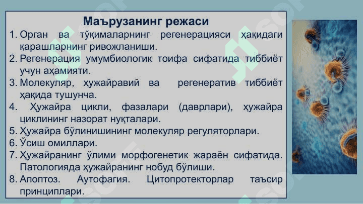Ҳужайралар пролиферацияси –  митоз ва мейоз 4