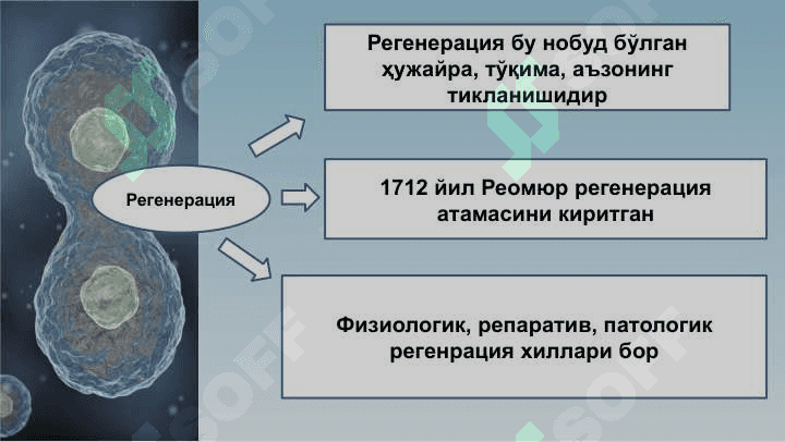 Ҳужайралар пролиферацияси –  митоз ва мейоз 5