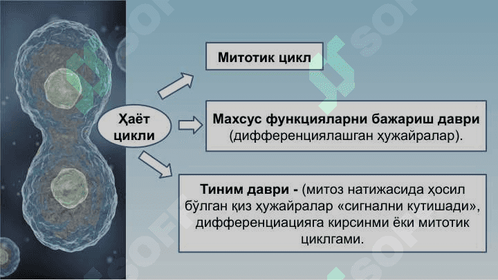 Ҳужайралар пролиферацияси –  митоз ва мейоз 6
