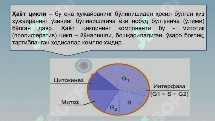 Ҳужайралар пролиферацияси –  митоз ва мейоз 7