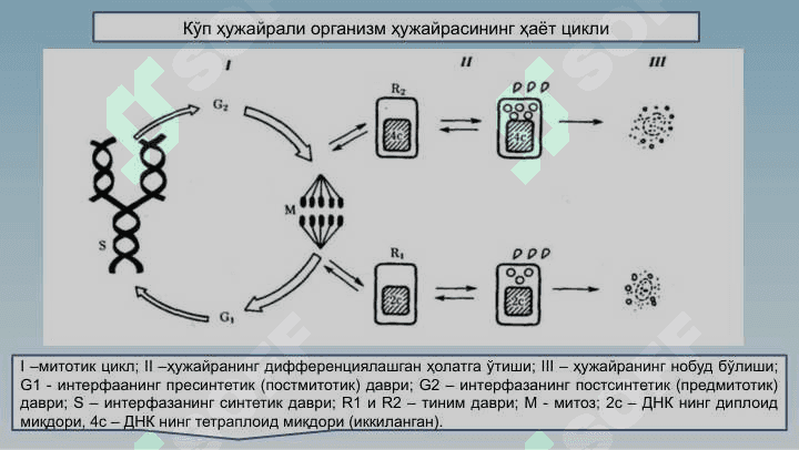 Ҳужайралар пролиферацияси –  митоз ва мейоз 8