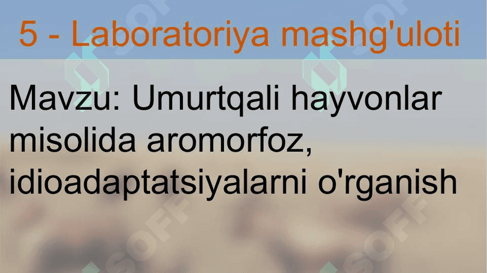 Umurtqali hayvonlar misolida aromorfoz, idioadaptatsiyalarni o'rganish 2