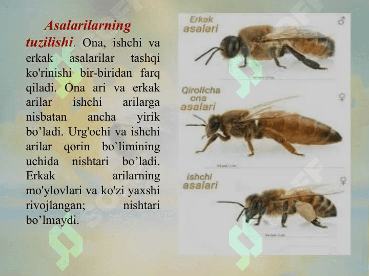 Pardaqanotlilar turkumi. Asalari va chumolilar oilasi 5