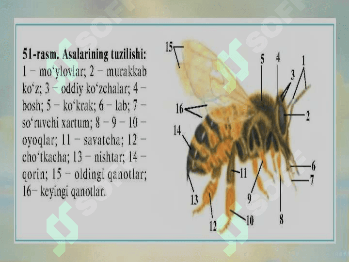 Pardaqanotlilar turkumi. Asalari va chumolilar oilasi 6