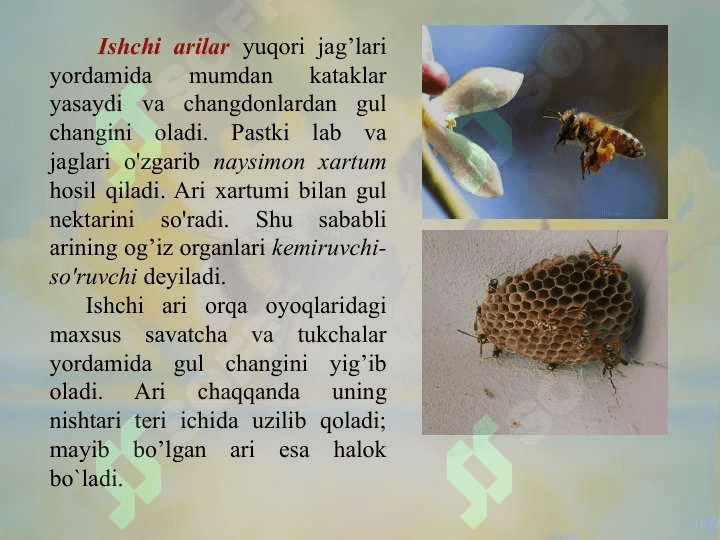 Pardaqanotlilar turkumi. Asalari va chumolilar oilasi 8