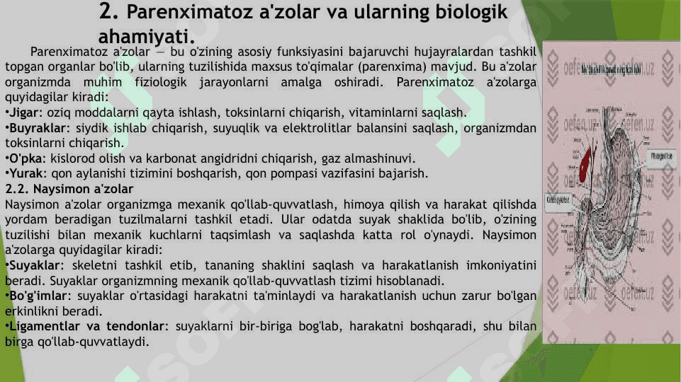 iCHKI A'ZOLAR HAQIDA TUSHUNCHA. 4