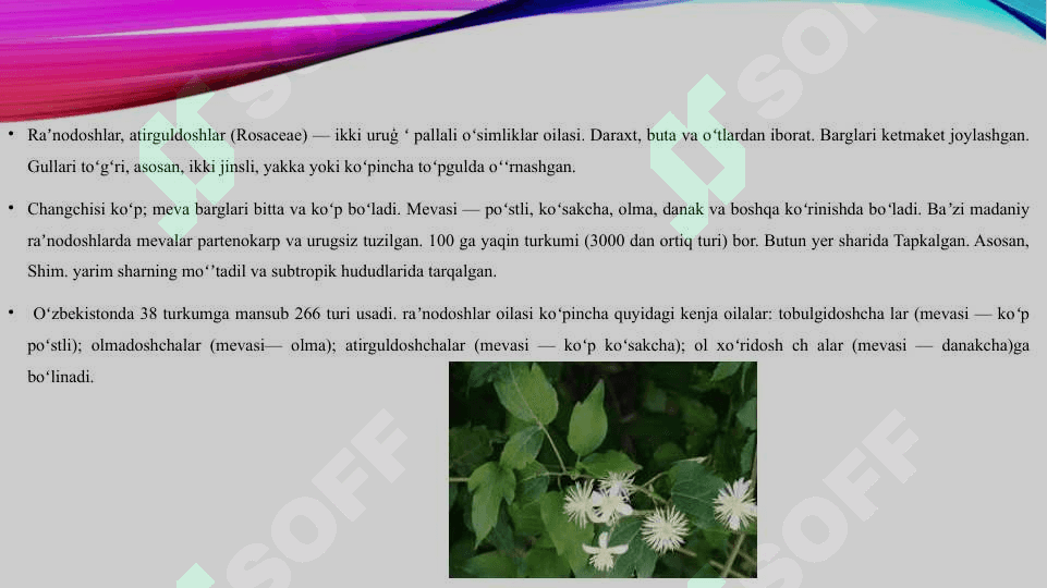 Isteʼmol qilinadigan raʼnodoshlar oilasi vakillari klassifikatsiyasi 4
