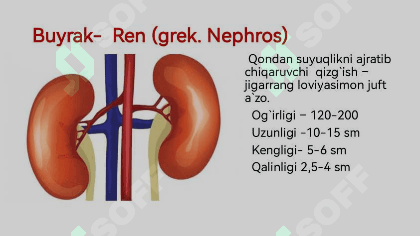 Siydik ayirish sistemasi 3