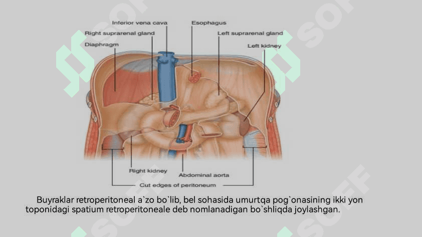 Siydik ayirish sistemasi 6