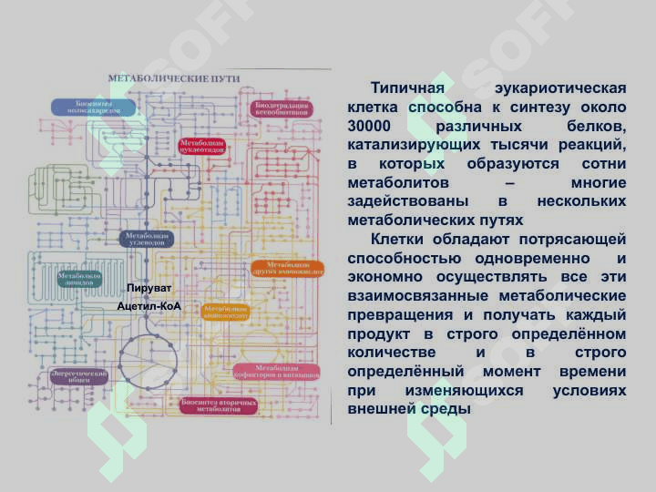 Bolalar va o’smirlarning ovqatlanish tartibi va uni tashkil etish. Bolalar va o‘smirlarning ovqatlanish gigiyenasi 6