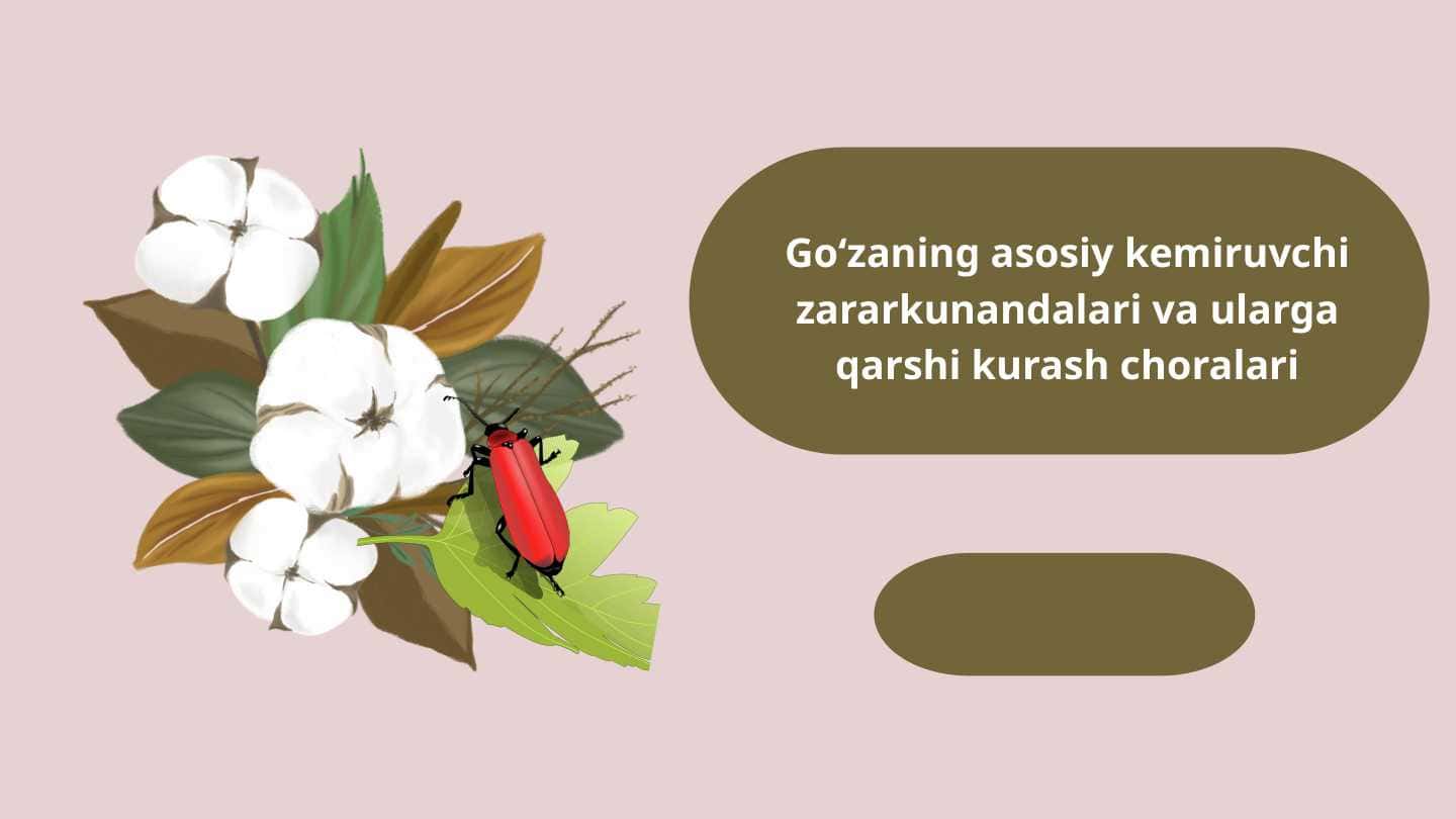 Go‘zaning asosiy kemiruvchi zararkunandalari va ularga qarshi kurash choralari slayd